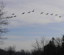 Geese flying in formation